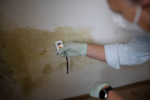 Best Mold Testing  in Gibbon, NE