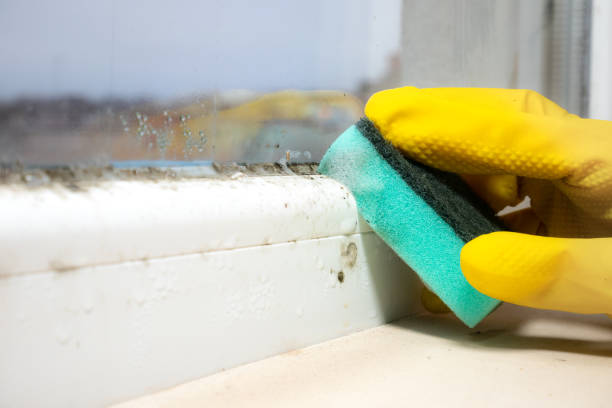 Best Fast Mold Removal  in Gibbon, NE