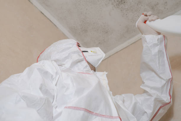 Mold Removal and Inspection in Gibbon, NE