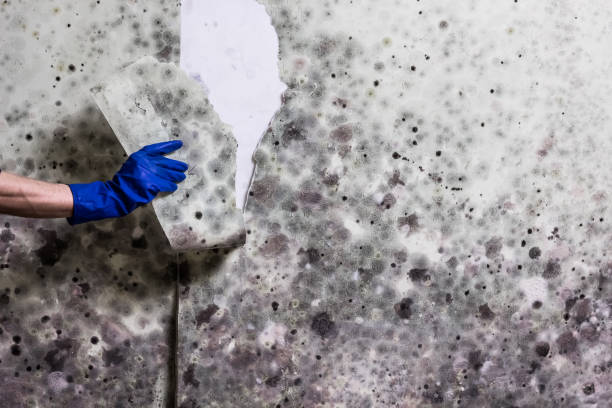 Best Professional Mold Removal  in Gibbon, NE